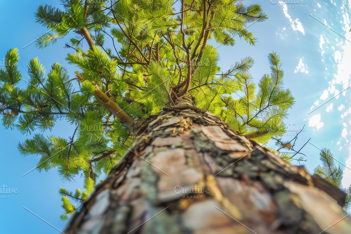 98 Trees view from below, a Nature Photo by Handmadefont (Photo 91 of 98)