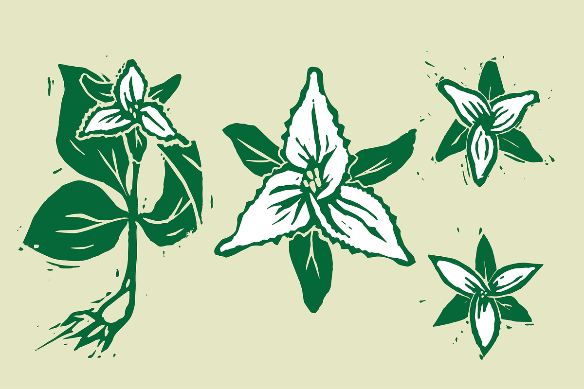 Woodcut Trillium Flowers, a Texture Illustration by neilhubert