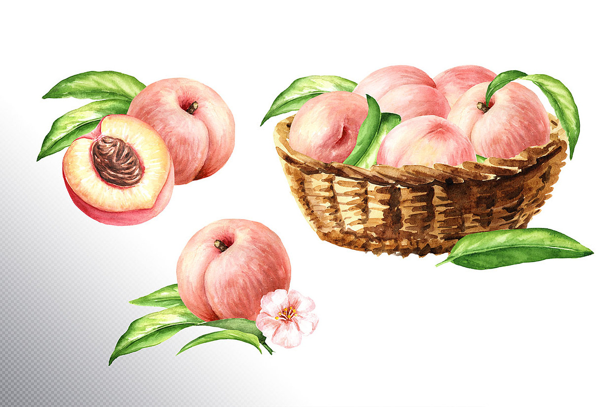 Ripe Peaches. Watercolor set, a Food Illustration by Daria Ustiugova (Photo 8 of 23)