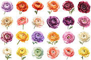 Watercolor Ranunculus Clipart, an Illustration by Sublimation Artist (Thumbnail 2 of 6)