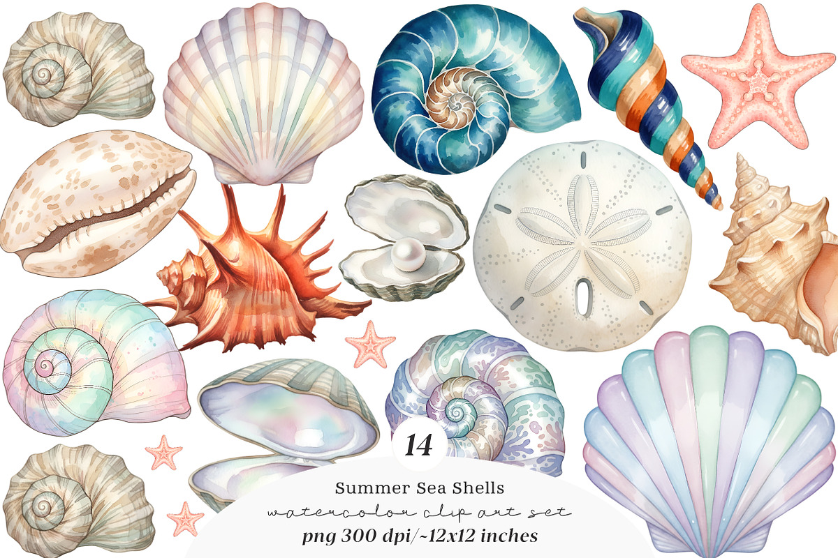 Sea Shells Clipart PNG, an Illustration by SinaCreation (Photo 1 of 11)