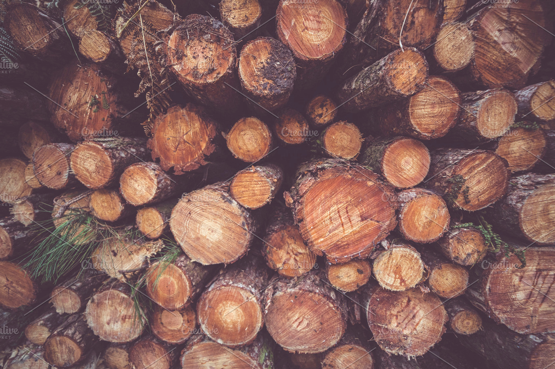 Stacked Wood Tree Trunks Pile Faded