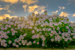 Flower bush of hydrangeas at golden hour, a Nature Photo by DanFLCreativo