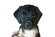 Dogs Cross Breeds 56 Animals Bundle, an Animal Illustration by Dneprstock (Thumbnail 7 of 55)