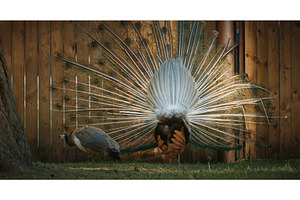 peacock fluffs up his tail and, an Animal Photo by Our Amazing World