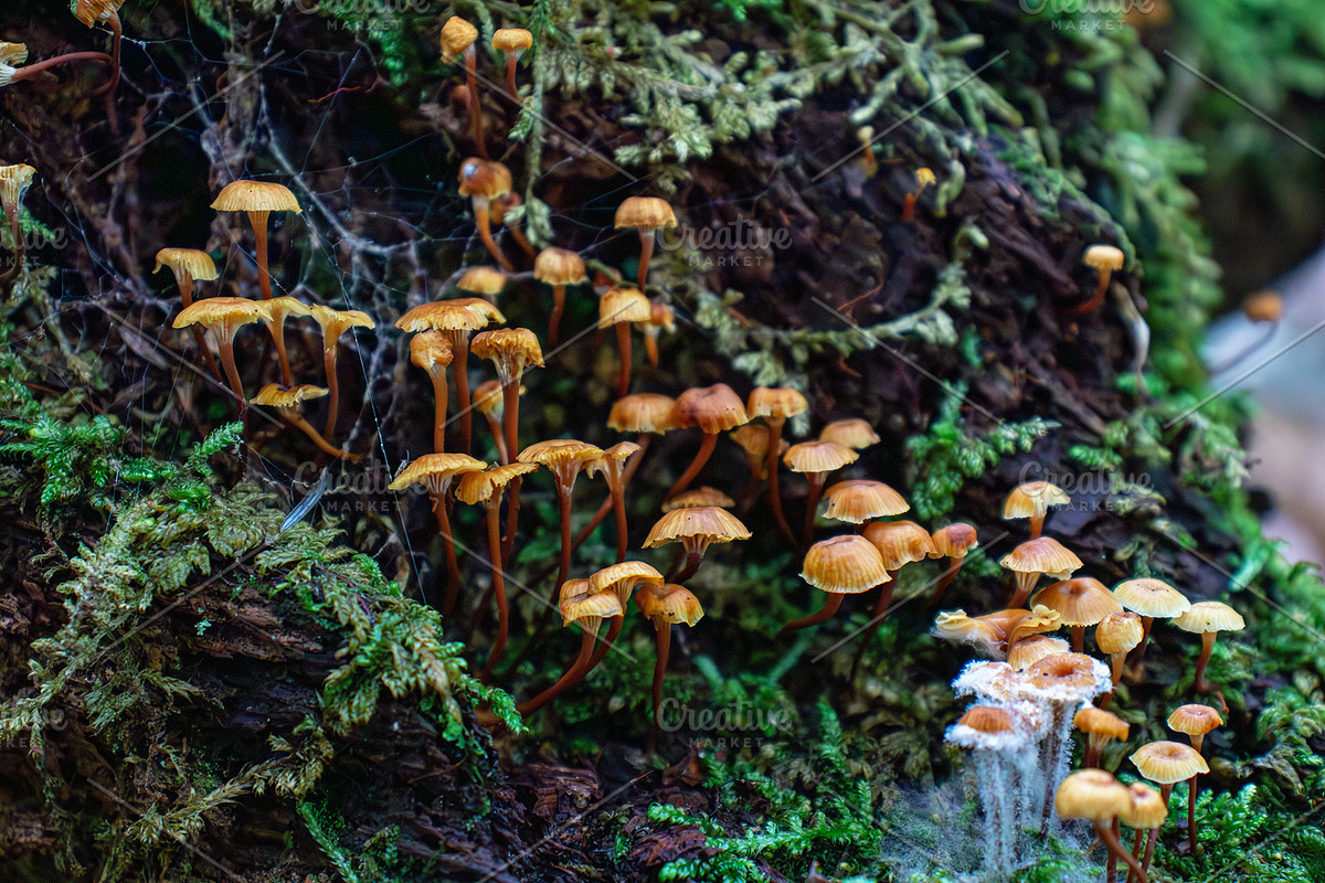 Mushrooms In The Forest Photography, a Nature Photo by Full Circle Design Studio (Photo 32 of 38)