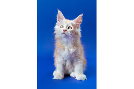 Portrait of cute purebred ginger, an Animal Photo by Alexander-Piragis