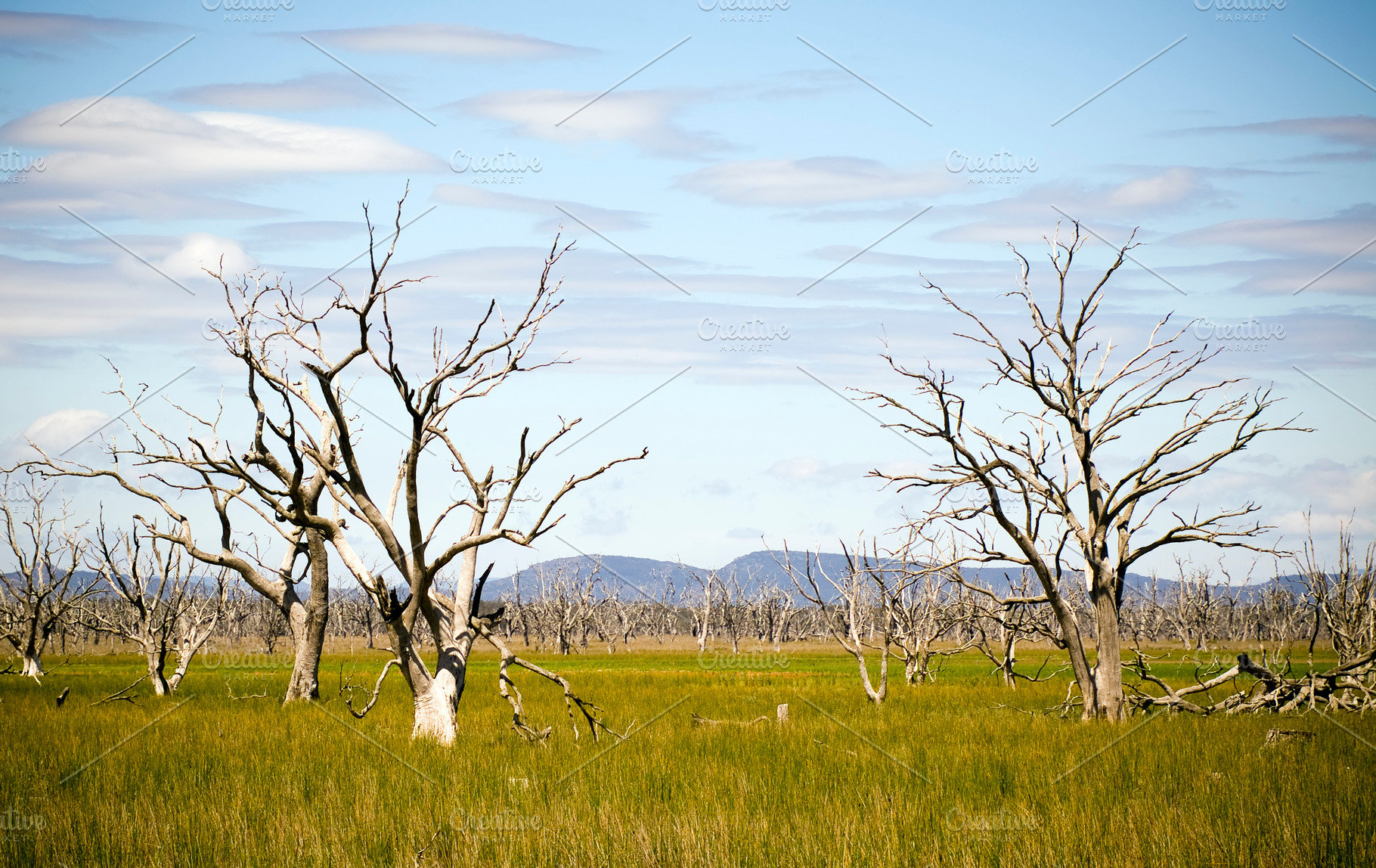 Dead Trees, a Nature Photo by THP Creative