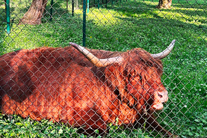 Highland cattle resting in a green pasture inside a secure enclosure, a Photo by AS photostudio