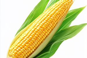 A fresh ear of corn with leaves, iso, a Food & Drink Photo by Pixeness Studio