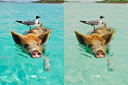 Tropical Lightroom Mobile Preset, a Preset Add-On by TheFisherCreative (Thumbnail 4 of 10)