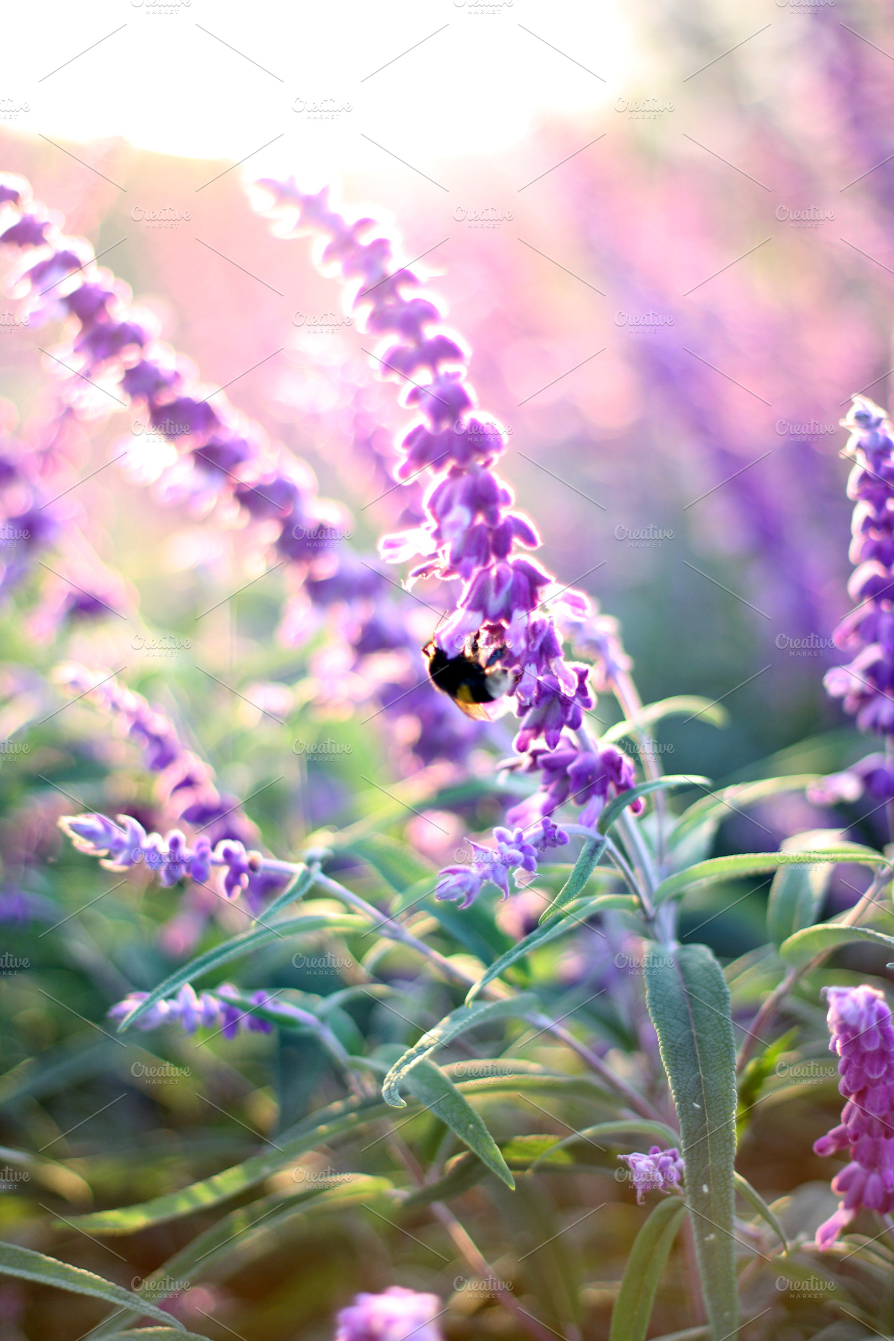 Sunny afternoon of October., a Nature Photo by Maria Dattola Photography