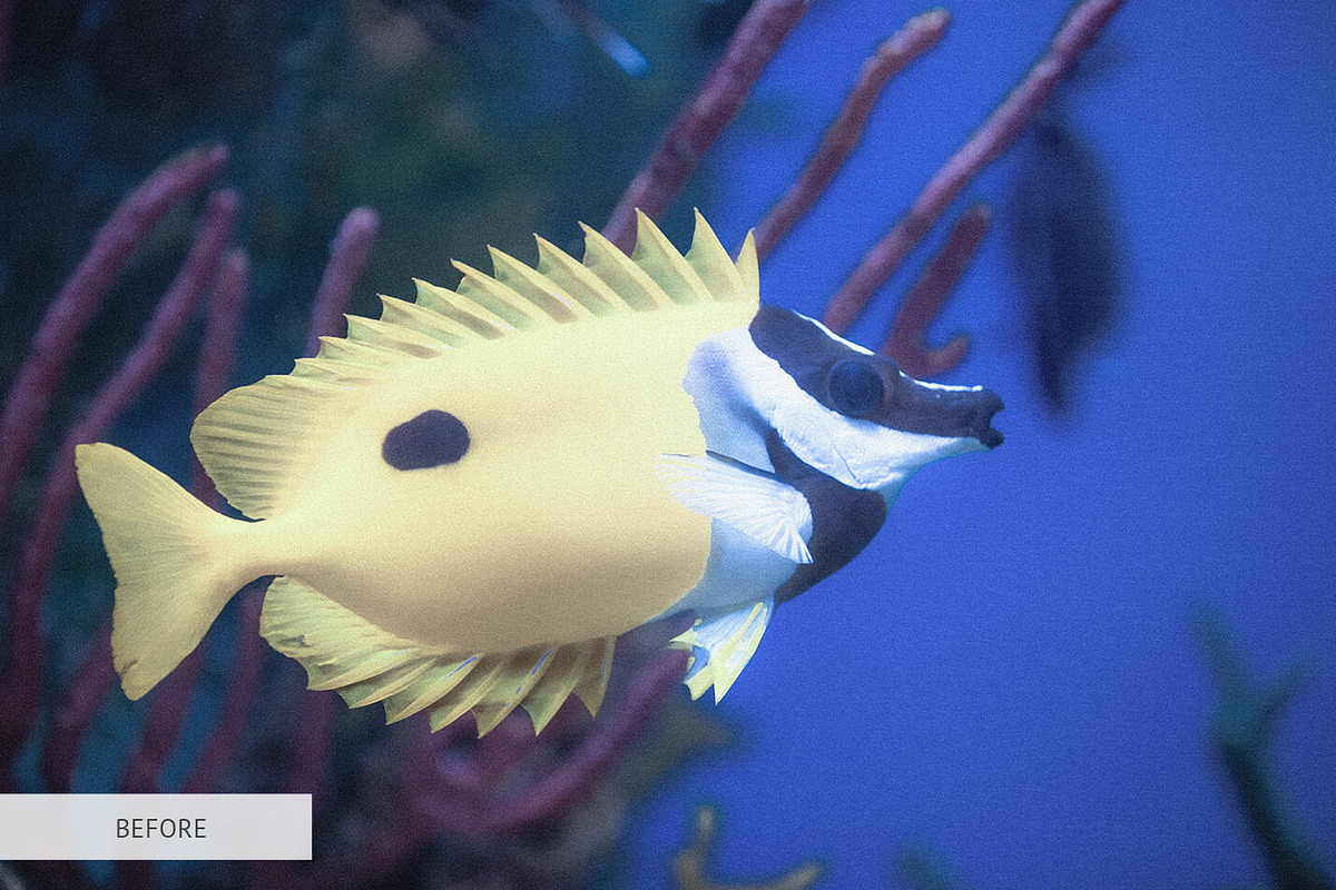 Underwater Photography Presets, a Plug-in Add-On by FixThePhoto (Photo 14 of 32)