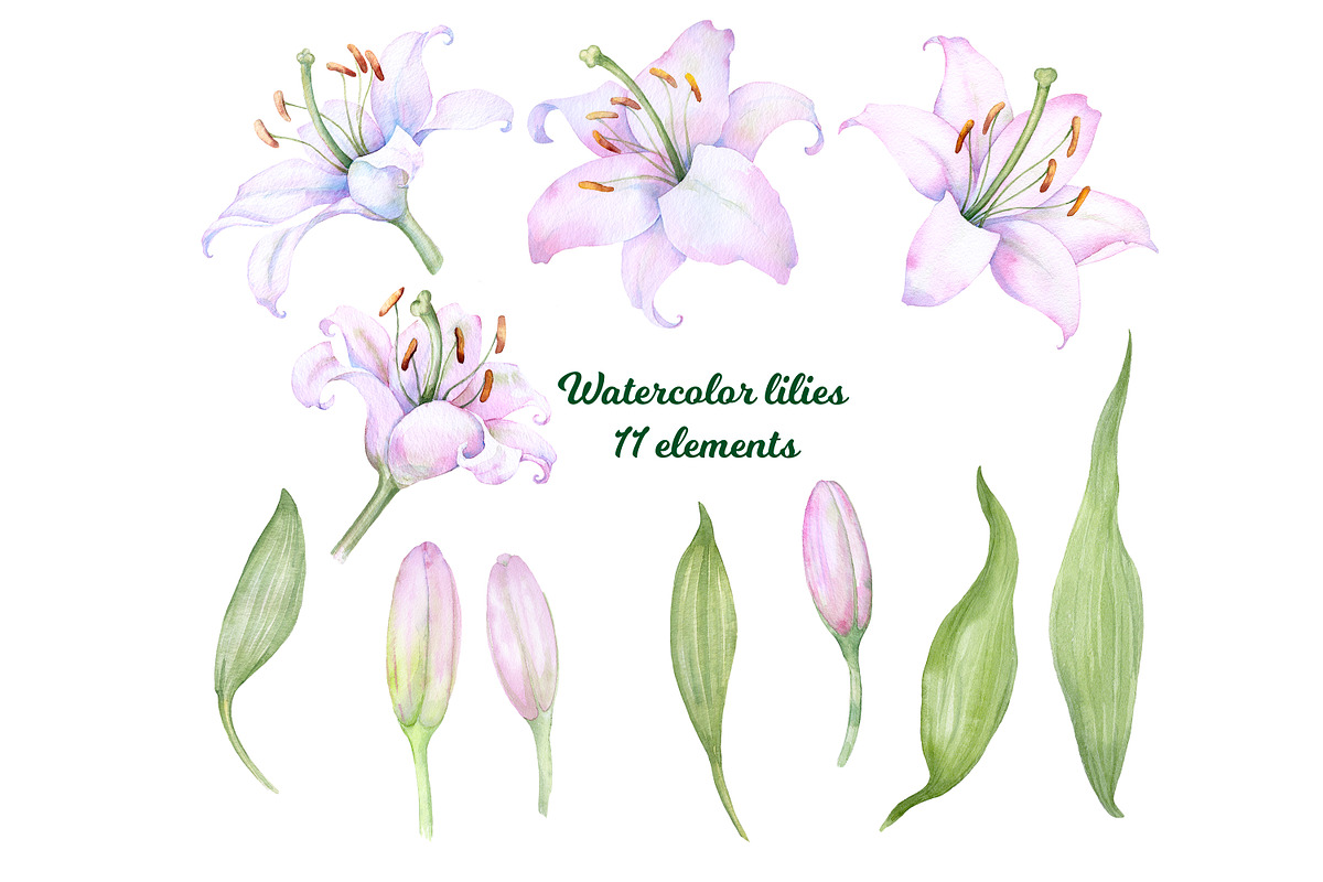 Watercolor clipart white lilies, an Illustration by EshaStudio (Photo 4 of 11)