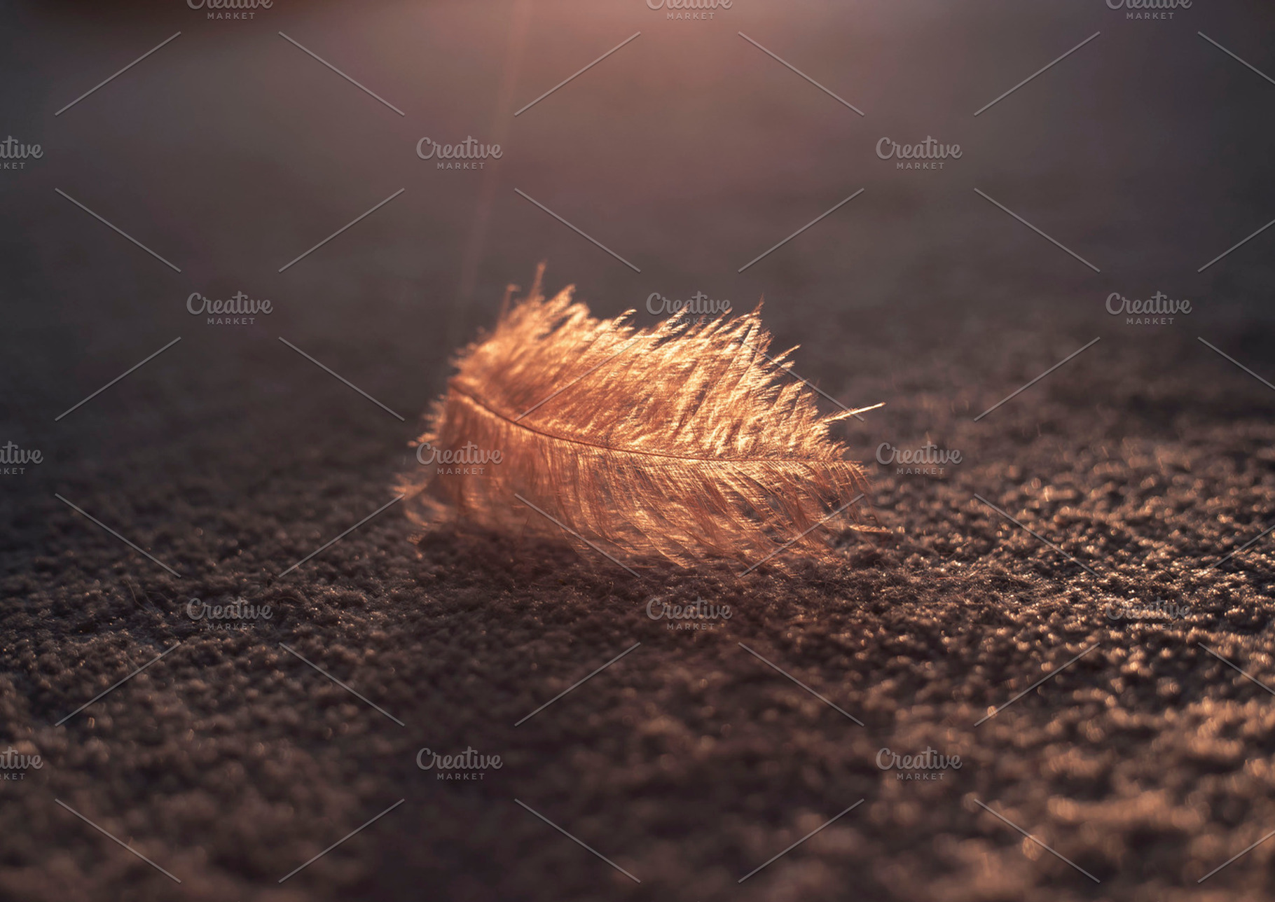 The Feather Collection...