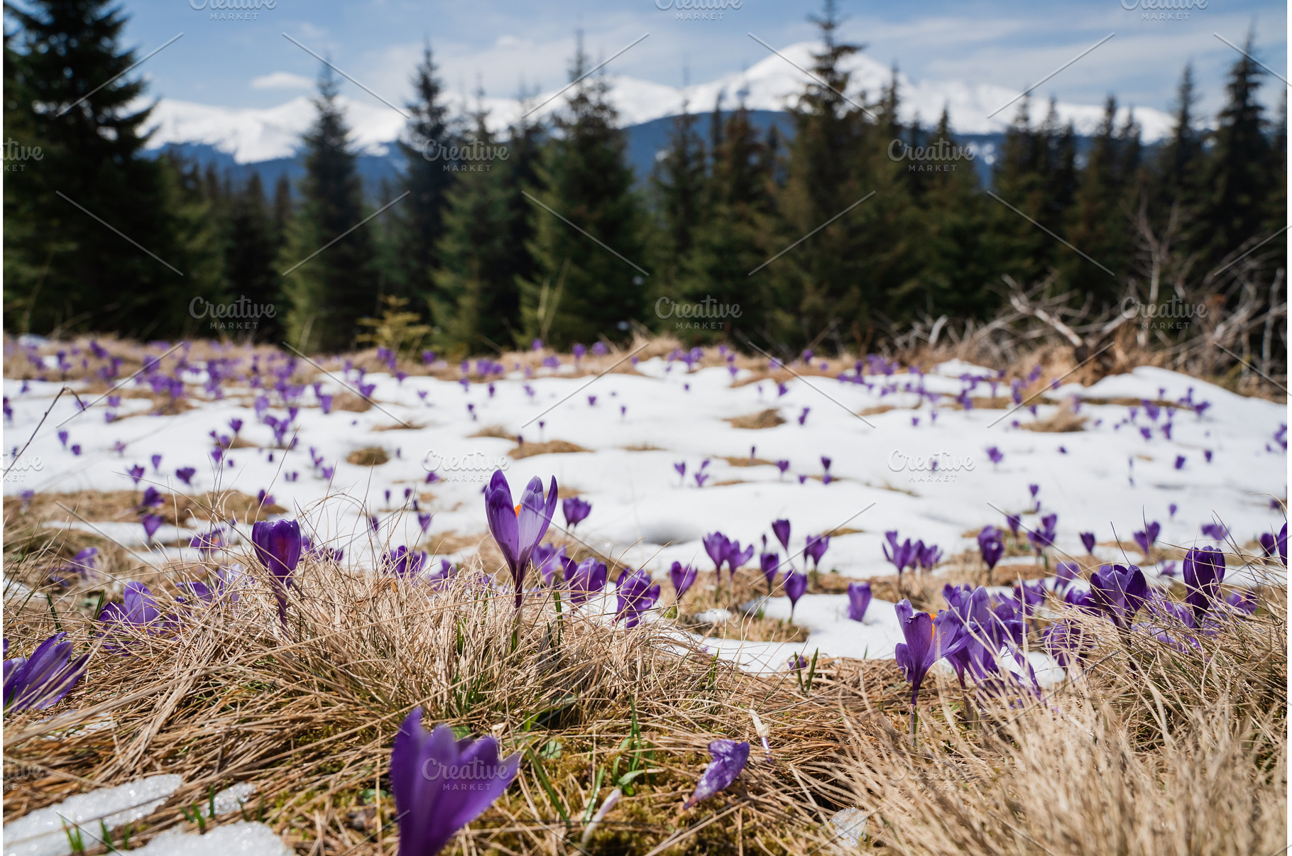 Beautiful spring landscape with snow, a Nature Photo by oksix