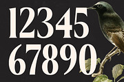 Belasfa Cantter Modern Serif Font, a Serif Font by timelesstype.co (Thumbnail 9 of 20)