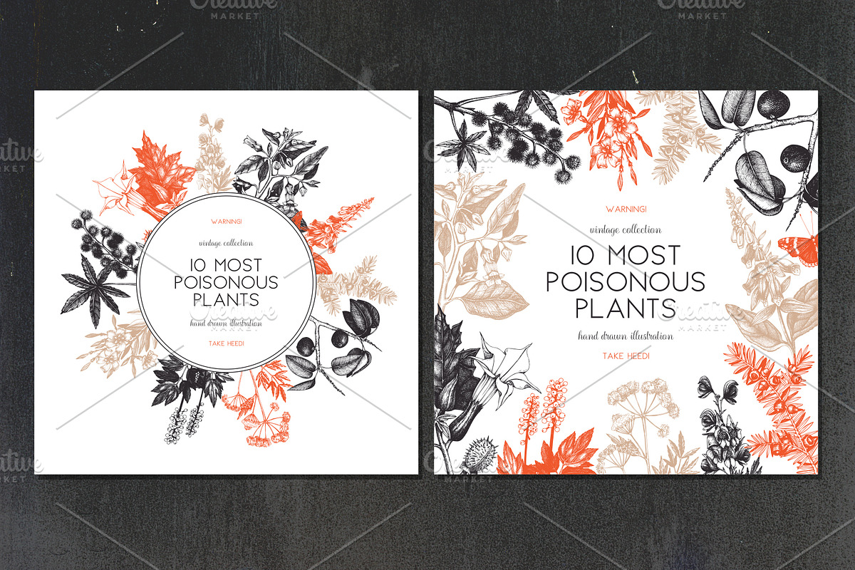 10 Most Poisonous Plants. Vector set, a Healthcare Illustration by Yevheniia (Photo 4 of 8)