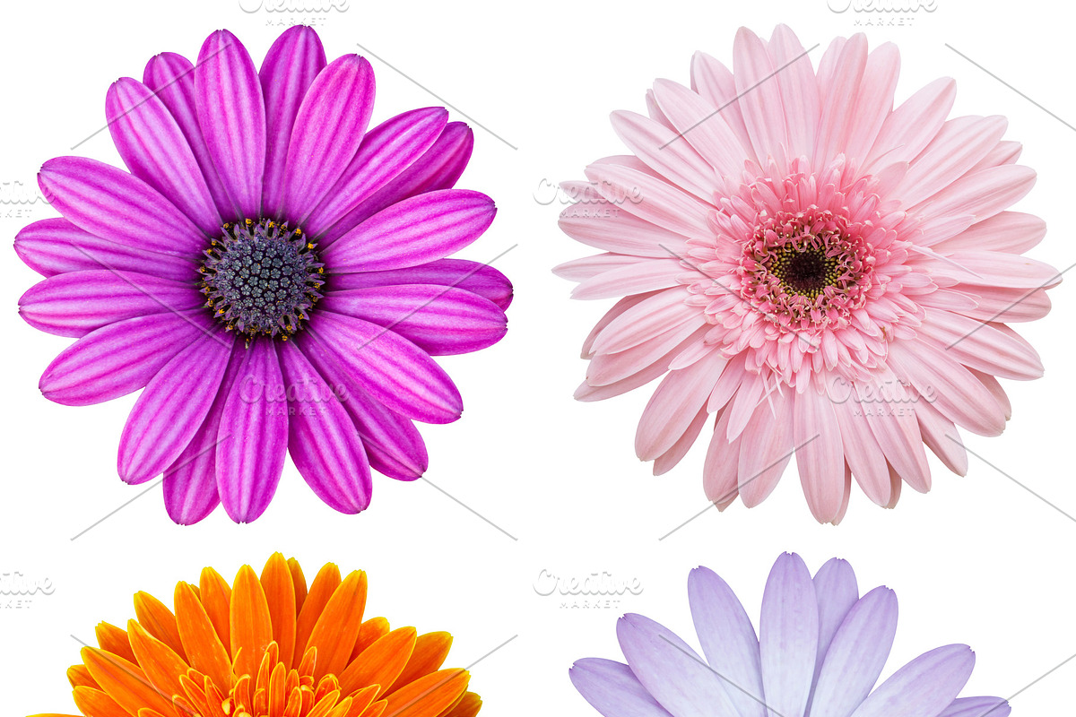 set of colorful flower, an Object Graphic by aopsan