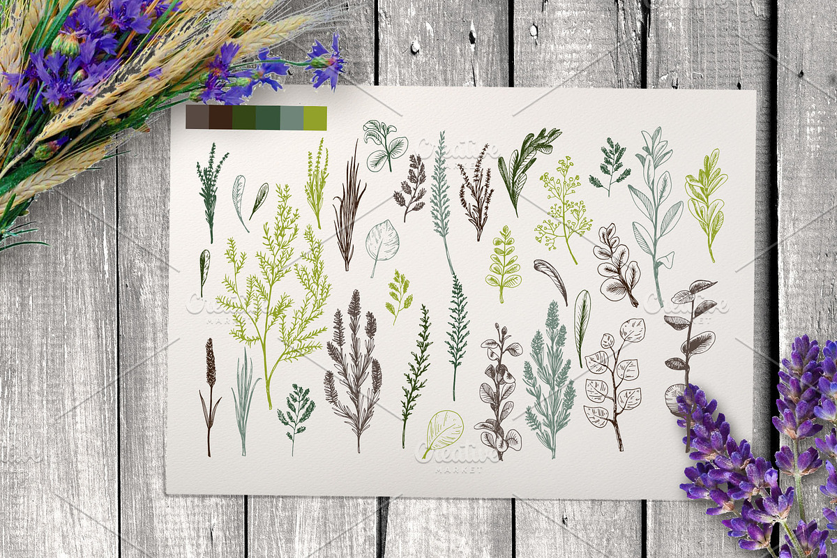 Wild field herbs. Botanical set., a Healthcare Illustration by Alena Kaz (Photo 12 of 12)
