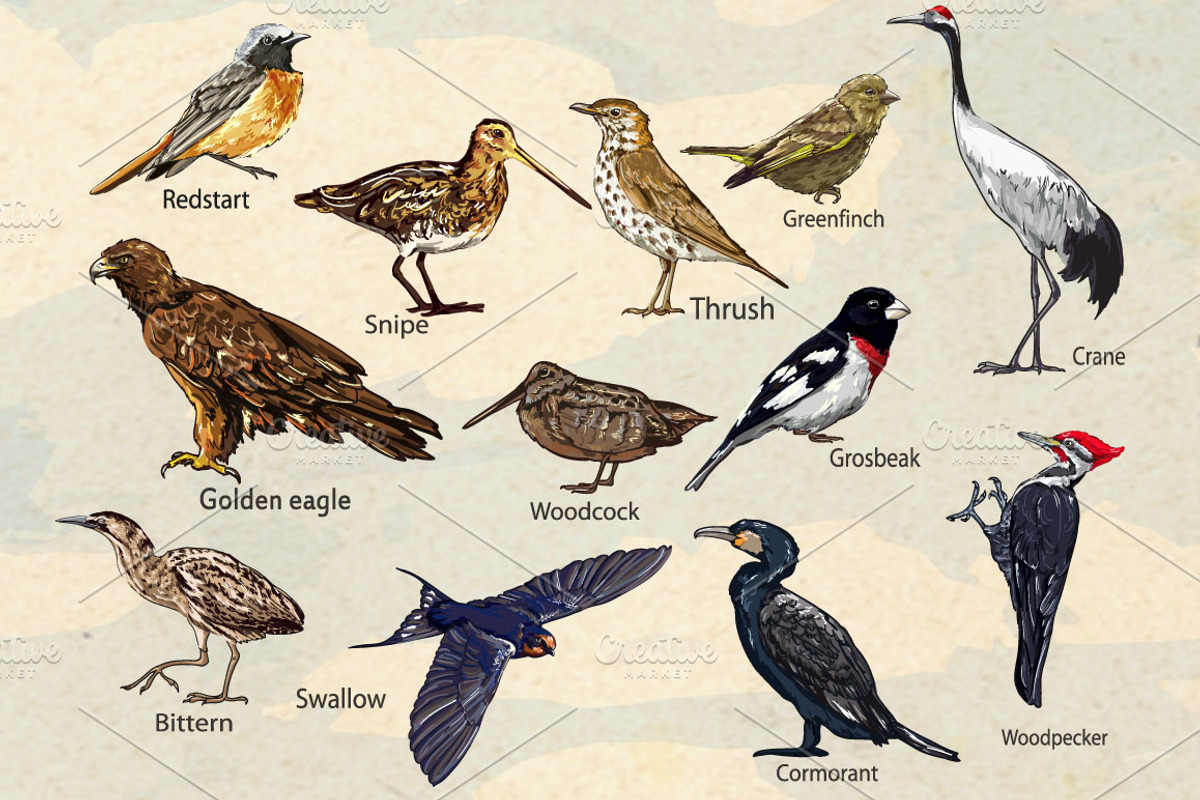 Beautiful Birds., an Animal Illustration by Sweet_print (Photo 3 of 3)