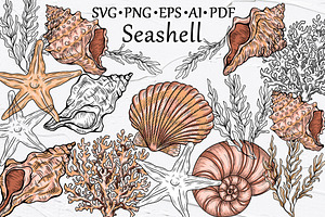 Seashell Vector Hand-drawn Clipart