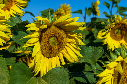 Beautiful blooming yellow sunflowers in the summer, a Photo by MyPhotos