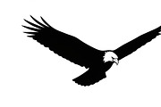 Powerful eagle flying wall art desig, an Illustration by Amazin_art (Thumbnail 22 of 31)