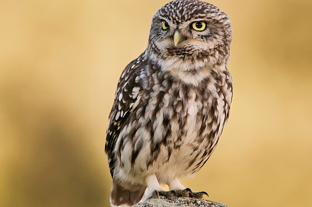 Passer domesticus containing passer domesticus, alone, and animal preview 6