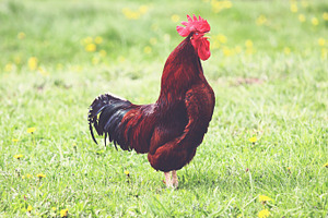Crowing rooster, an Animal Photo by BOOCYS