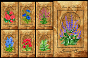 Enchanted flowers tarot deck, a Decorative Illustration by Samiramay (Thumbnail 6 of 12)