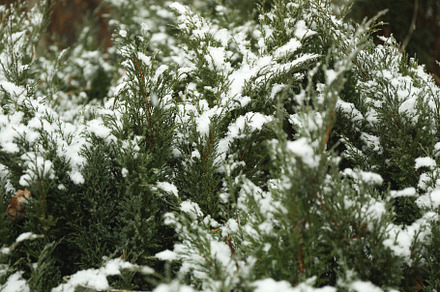 Conifer tree with snow, close up and selective focus, a Nature Photo by AtlasStudio PRO