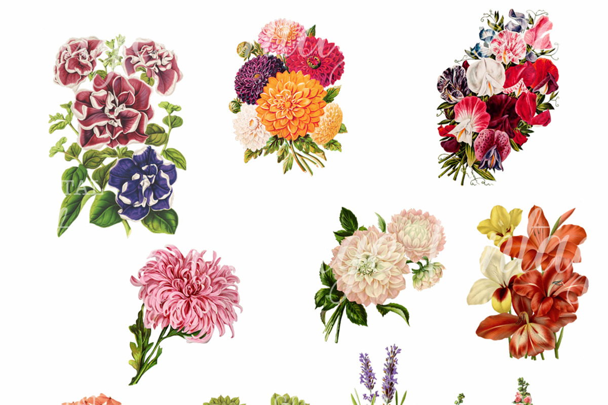 Cottage Garden Flowers Set 2, a Graphic by Digital Vintage (Photo 2 of 2)