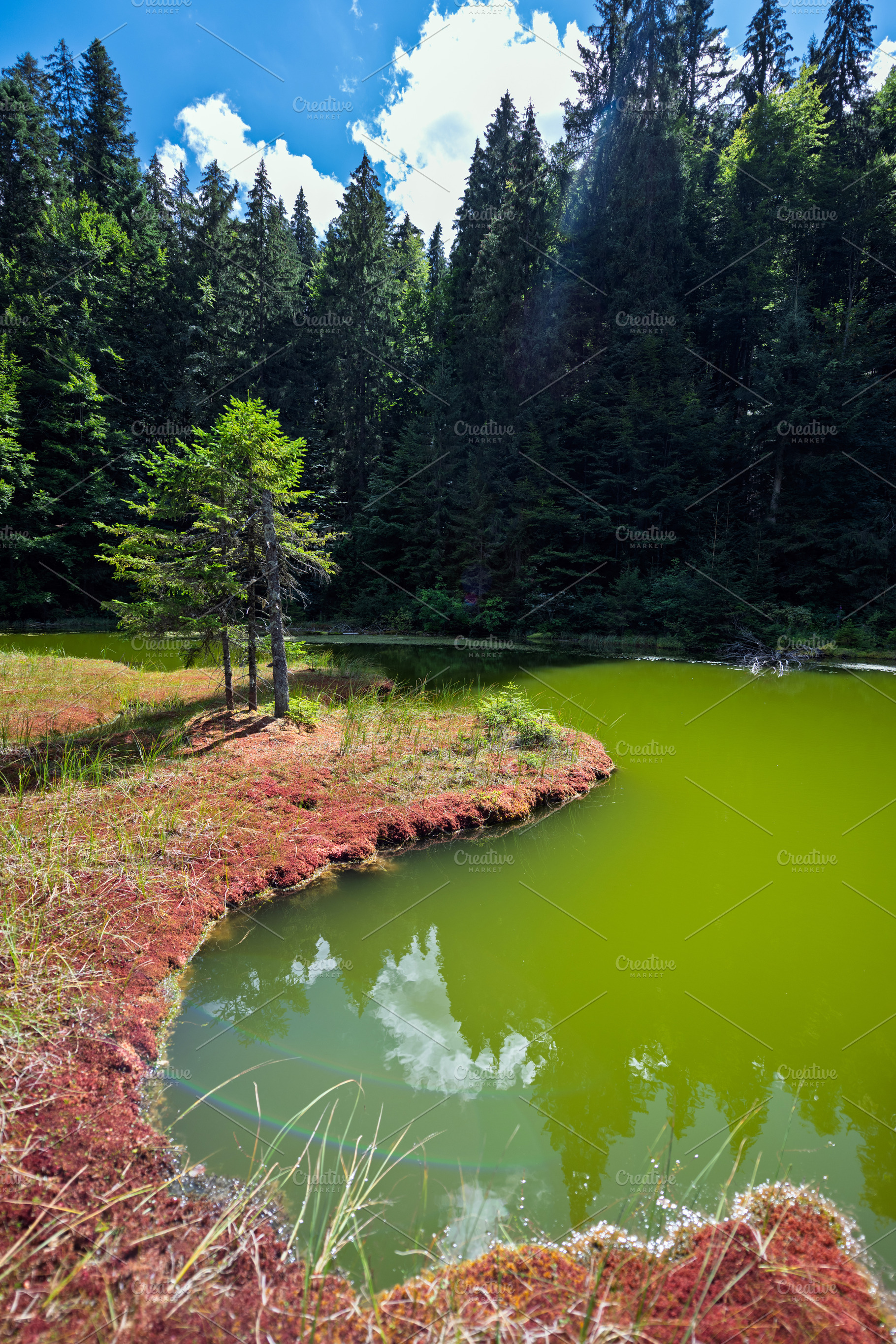 Green water reflects trees in a quiet spot near a forest, a Nature Photo by Byrdyak