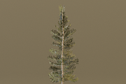The Lodgepole Pine Tree, a Plants & Tree 3D Model by FuturePastCreatives (Thumbnail 6 of 6)