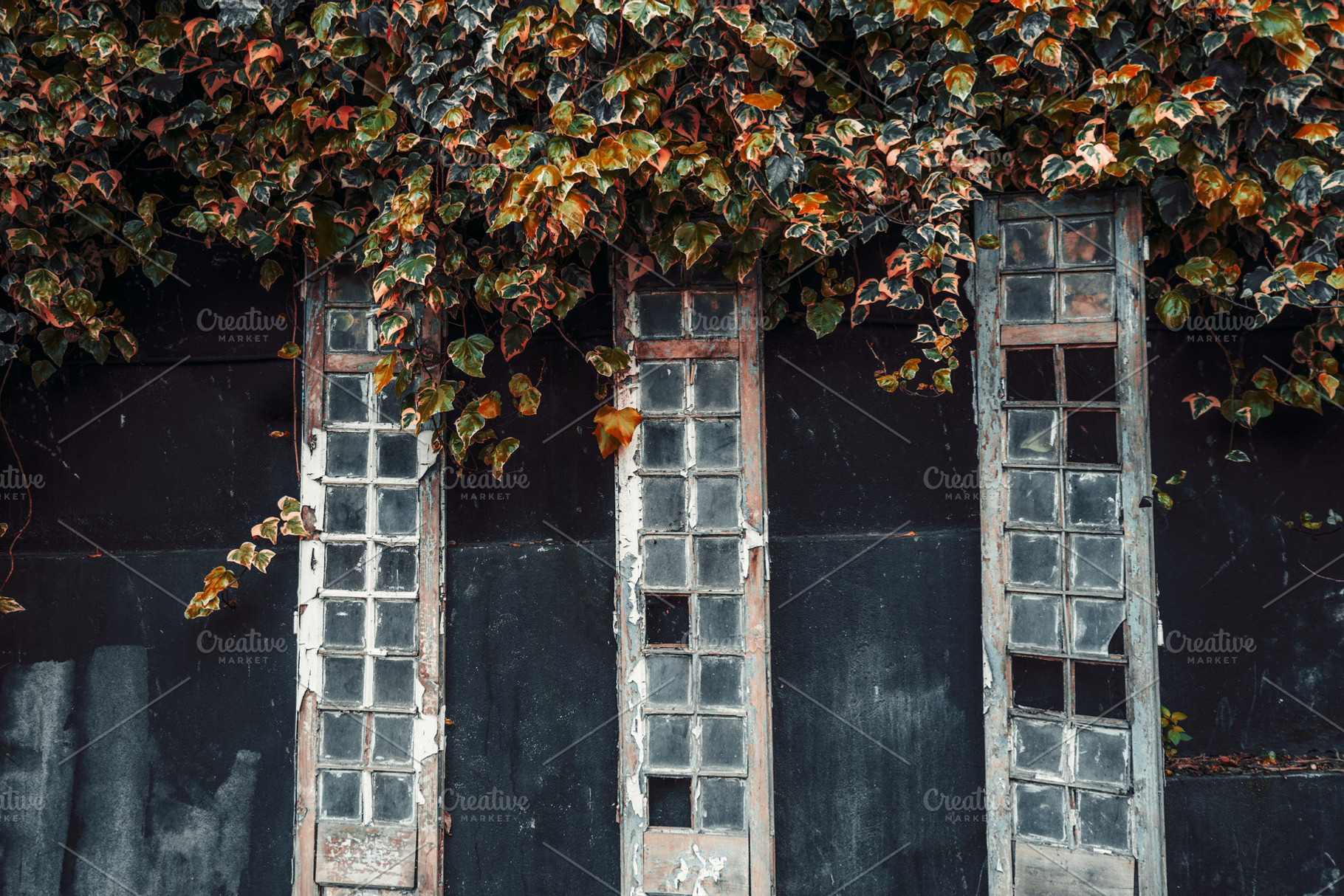 Rustic windows and ivy on dark wall, a Background Photo by SkyNext