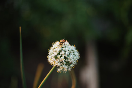 Honey bee nectar pollinate flower, a Nature Photo by Ashley Alexandra Design