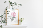 12 Watercolor Peonies PNG, a Decorative Illustration by Kotkoa (Thumbnail 11 of 11)