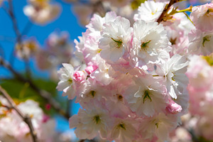 Soft white and pink cherry blossoms in full bloom on a tree bran, a Nature Photo by Ales Munt