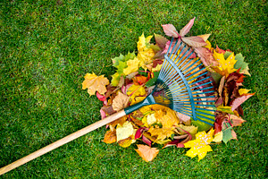 Rake on a wooden stick and colored  autumn foliage collecting grass clippings