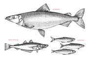 Fish#2 Vector Collection, a Food Illustration by Lubov Illustrations Shop (Thumbnail 7 of 12)