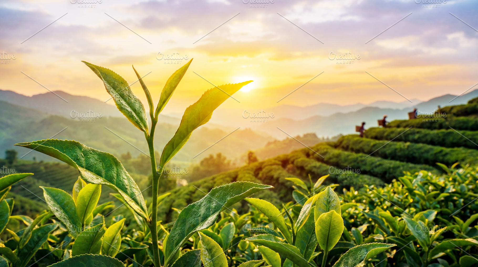 Large green leaves of tea bushes., a Food & Drink Photo by Volff