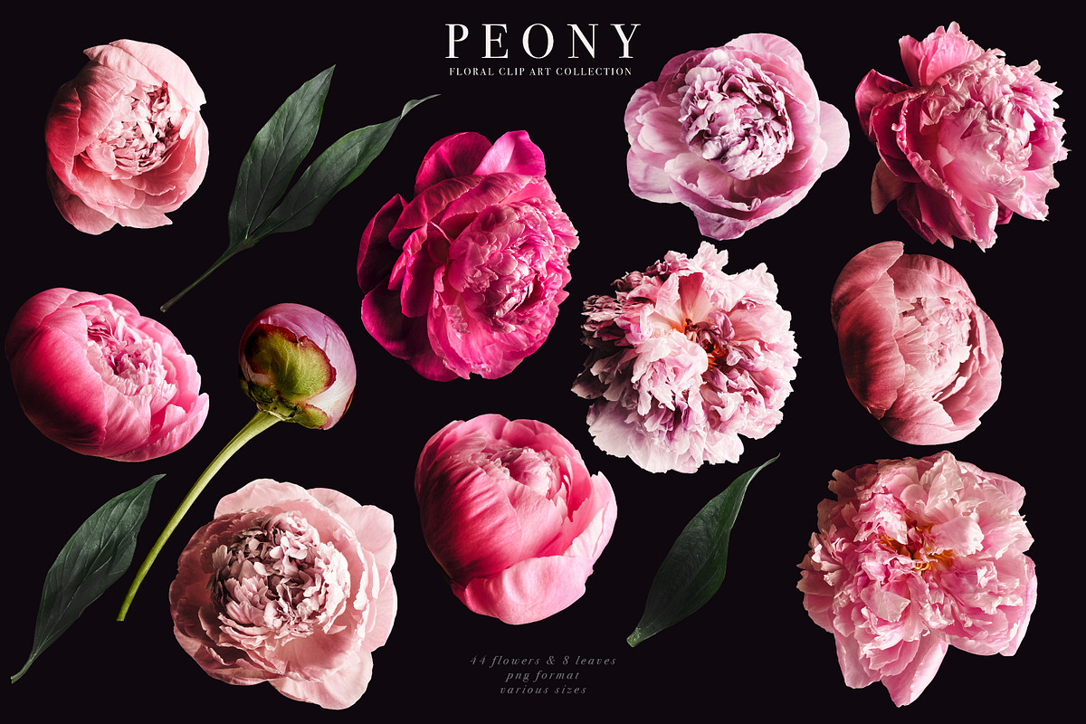 Peony Floral Clip Art, an Object Graphic by Eclectic Anthology (Photo 17 of 17)