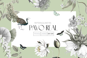 Pavo Real Design!