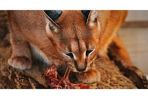 Caracal Elegantly Enjoying Meal in, an Animal Photo by Our Amazing World