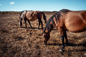 Two Horses Grazing Dry Pasture, an Animal Photo by SkyNext