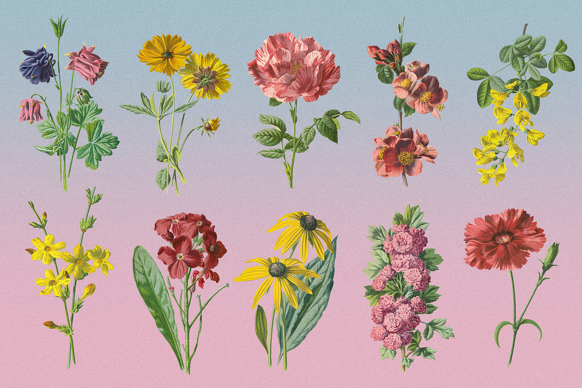 Atlas of Flowers - Botanical Art Set, an Object Graphic by Graphic Goods (Photo 6 of 12)