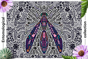 Entomological collection insect, a Decorative Illustration by Moonflora (Thumbnail 13 of 13)
