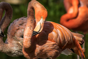 Flamingos