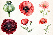 Flowers Clipart Poppy Flowers, an Illustration by DreamCafeArt (Thumbnail 2 of 7)